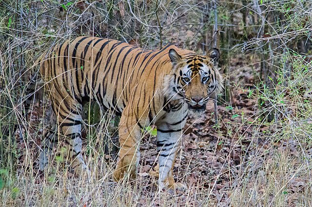 Bandhavgarh_National_Park
