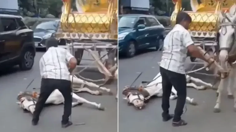 kolkata-horse-viral-video-