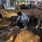 माछरा गौशाला का निरीक्षण