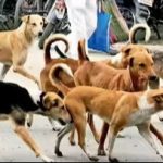 स्ट्रीट डॉग की निपटने के निगम के इंतजाम बेहद नाकाफी