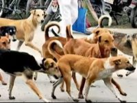 स्ट्रीट डॉग की निपटने के निगम के इंतजाम बेहद नाकाफी