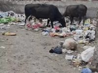 समस्याओं के अलावा कुछ और नहीं बक्सर में