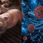 स्वाइन फ्लू H1N1 यदि बच्चे स्कूल जाते हैं तो