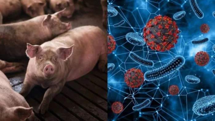 स्वाइन फ्लू H1N1 यदि बच्चे स्कूल जाते हैं तो