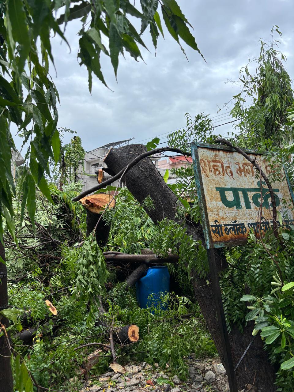 हरियाली के कातिलों पर शिकंजा तय