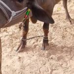 ये खल है या फिर दुधारूओं के लिए जहर